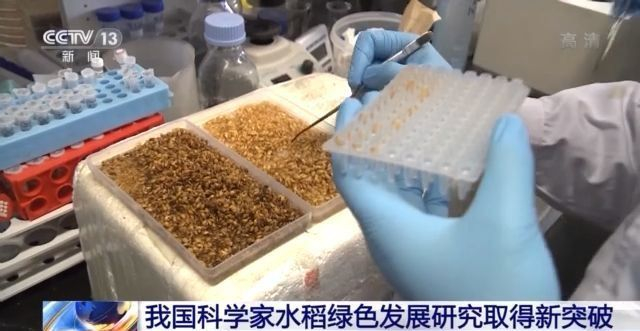 我国科学家水稻绿色发展研究取得新突破