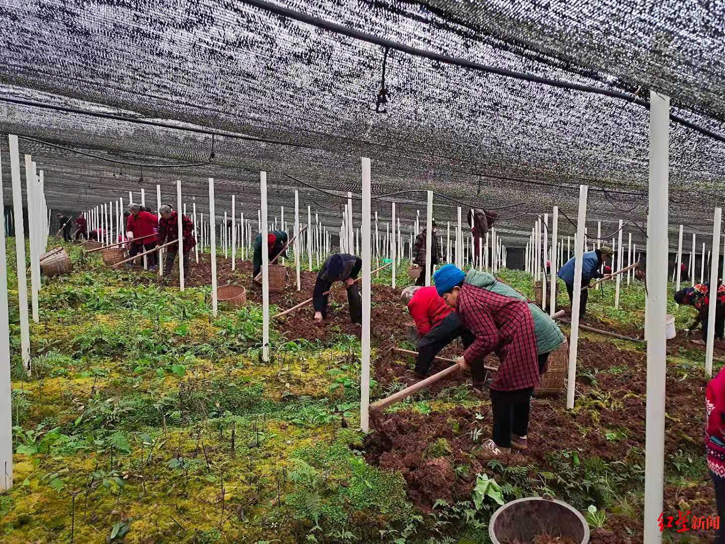 三七中药材种植技术知识产权难界定 律师：可约定排他性条款