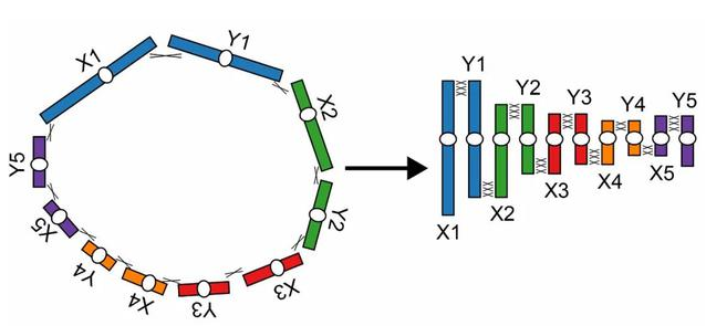 单孔目动物祖先的细胞进行减数分裂时染色体配对可能形成的环状结构（左）和现代单孔目动物细胞减数分裂时染色体配对呈现的线性排列（右）的示意图（周旸绘）