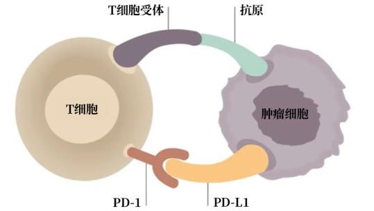 作为免疫系统的关键细胞，T细胞会表达PD-1受体；肿瘤细胞能演化出激活PD-1受体的能力，从而逃避免疫反应。图片来源：Fuereder, memo，翻译制图：罗丁豪