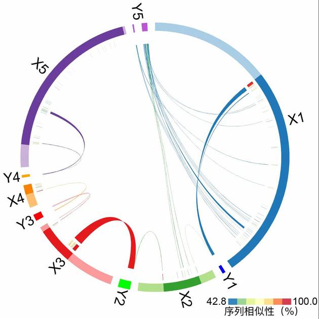 XY染色体之间的序列同源关系（周旸等绘）