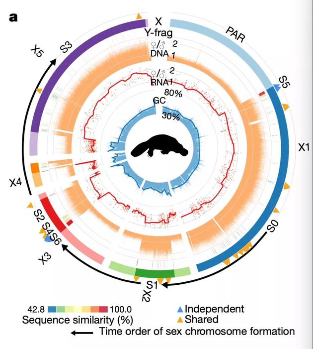 鸭嘴兽性染色体组装及其特性