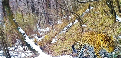 红外线相机拍到的野生金钱豹“四口同框”画面，图中红圈内为稍远处的3只金钱豹。（大熊猫国家公园天华山管理处供图）
