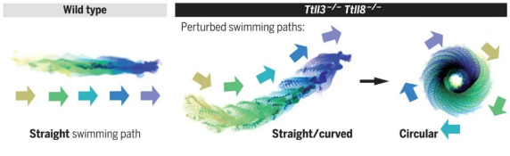 图片来源：Gadadhar et al., Science