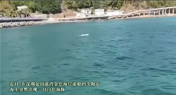深圳海湾出现白海豚：有“海上大熊猫”之称 濒临绝种