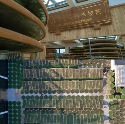 白茶品牌排行榜_政和白茶品牌价值50.34亿元,荣登百强榜单!