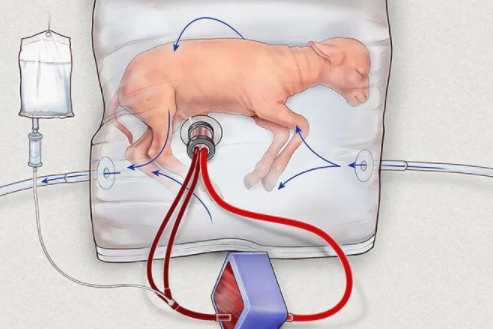 费城儿童医院的研究人员在羊膜囊中培养了一个羔羊胚胎。｜图片来源：chop.edu