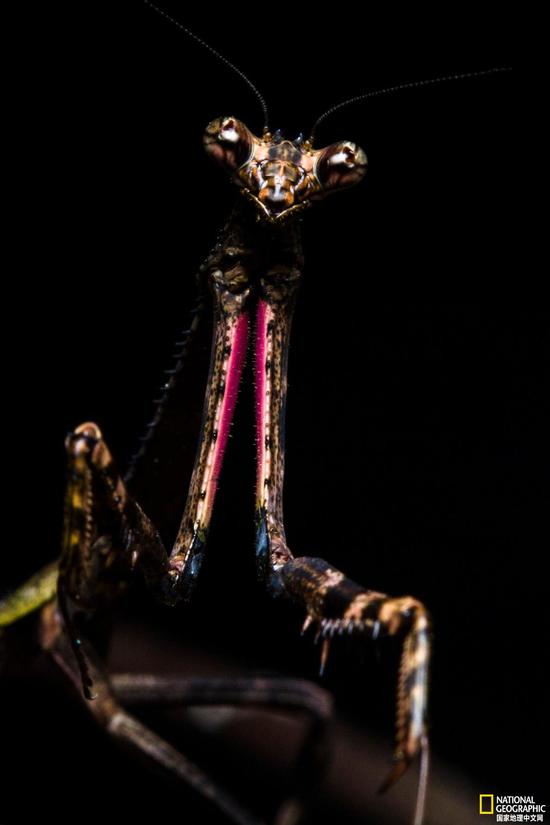 巴西雨林惊现新款独角螳螂