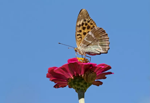 银洗贝母（Argynnis paphia） 图片来源：Wikipedia