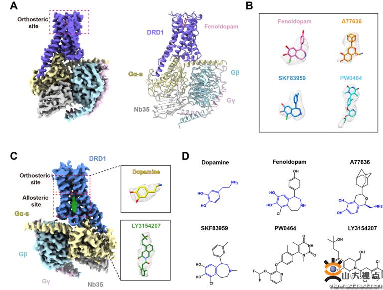 多巴胺受体DRD1-Gs复合物结构