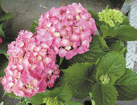 10种不适合室内养殖的有毒植物 新浪财经 新浪网