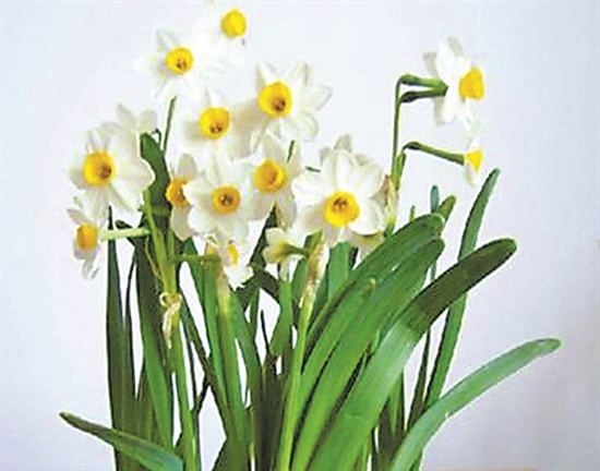 10种不适合室内养殖的有毒植物 新浪财经 新浪网