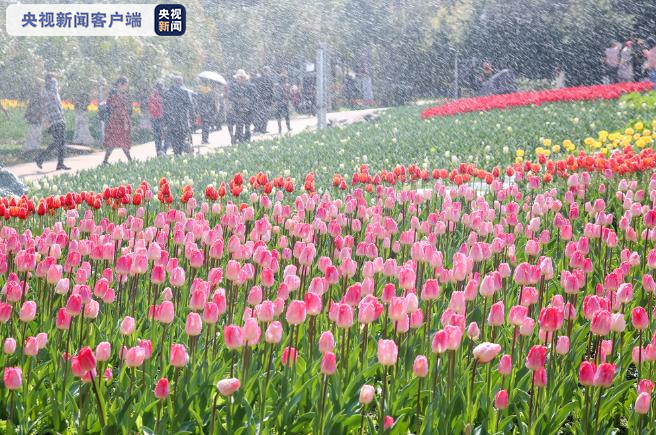 西昌：郁金香花展人气旺 满目绚烂迎春来