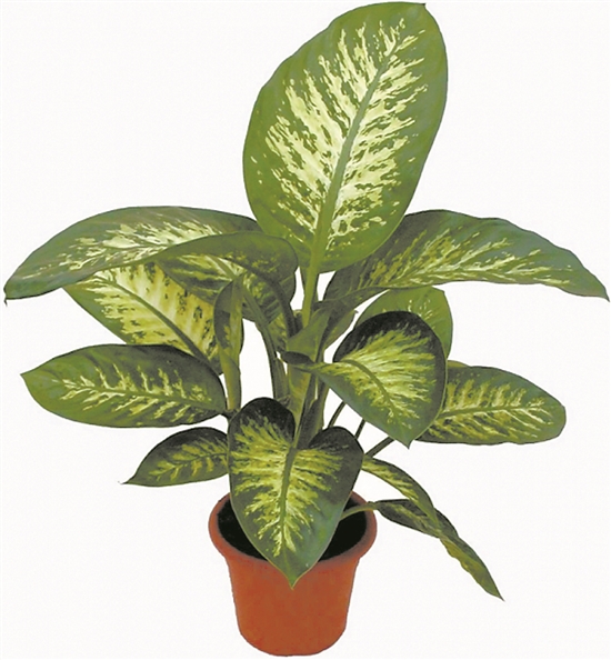 10种不适合室内养殖的有毒植物 新浪财经 新浪网