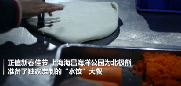 上海北极熊过年吃到4斤重大饺子 网友：吃得真欢乐