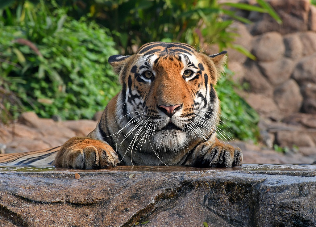 印度孟买动物园重新向公众开放