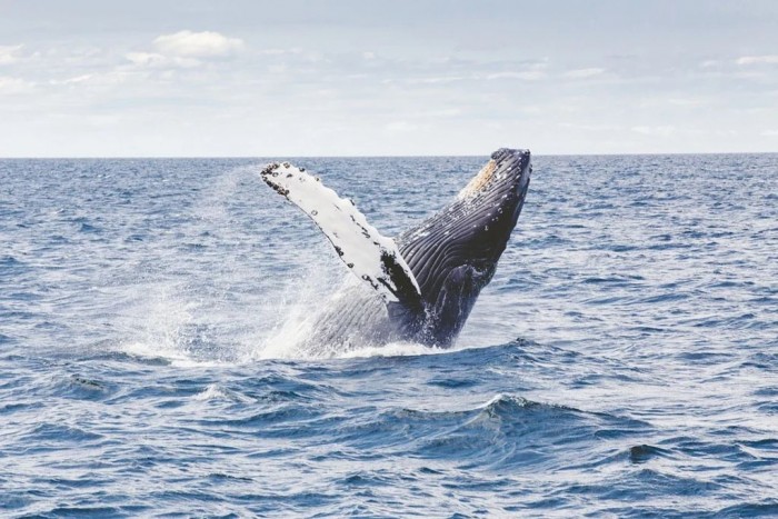 科学家发现可利用长须鲸歌声来测绘海洋地壳的地震图像