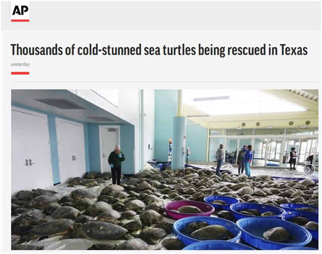 致命寒潮侵袭美国得州，上千只海龟被“冻晕”