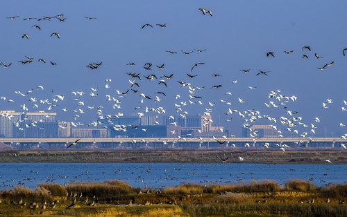 湿地,千湖之省美丽家园|湿地保护|湖北|林业局_新浪新闻