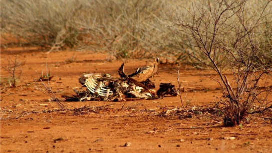 在位于肯尼亚北部的马萨比特，荒原上随处可见动物尸骨。许多荒原都曾是牧草繁茂的放牧区域。（图片来源：Anthony Irungu）