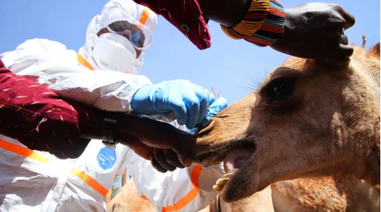 PREDICT项目的成员在为一只骆驼采样。（图片来源：Jacob Kushner）