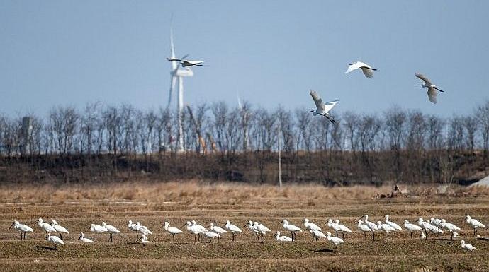 国家一级保护野生动物“黑脸琵鹭”现身南通如东