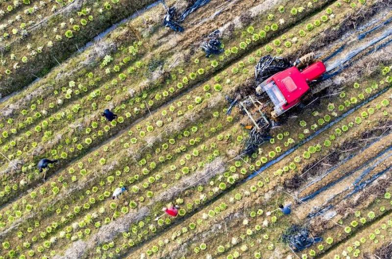 安徽省合肥市庐江县冶父山镇申氏田园扶贫产业基地,农民正在黄桃林套