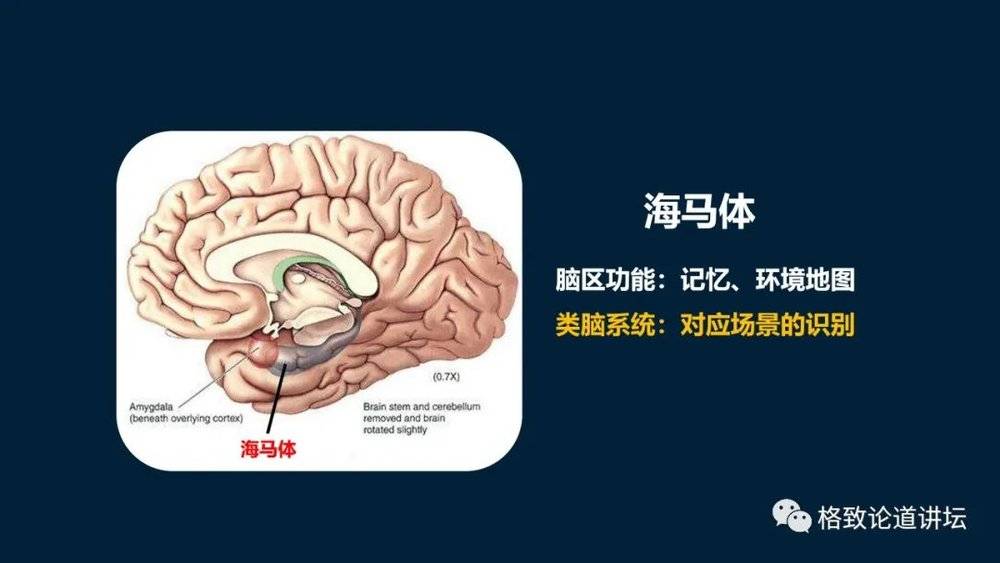 这张图是一位诺贝尔奖获得者做的,他把海马体的性质研究出来后发表了