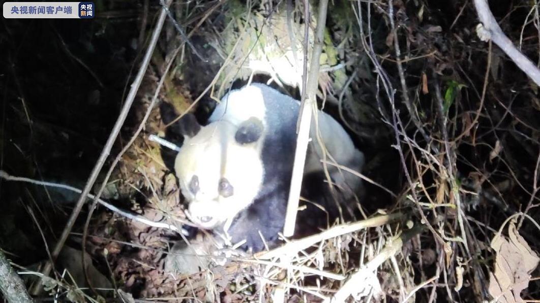 野生大熊猫现身工程区山林 四川公安快速救治