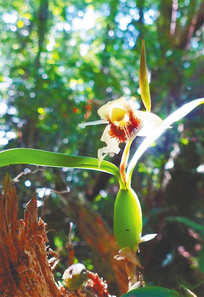 流苏贝母兰.海南日报记者 苏晓杰 摄