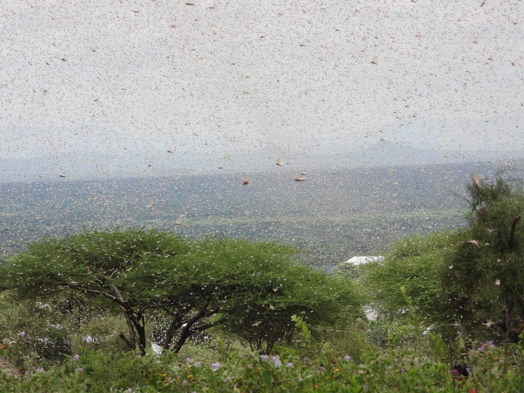 坦桑尼亚将组织飞机喷洒农药防控蝗灾