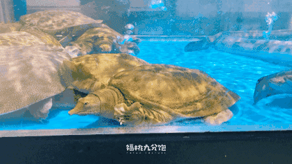 ▲吃个甲鱼补一下