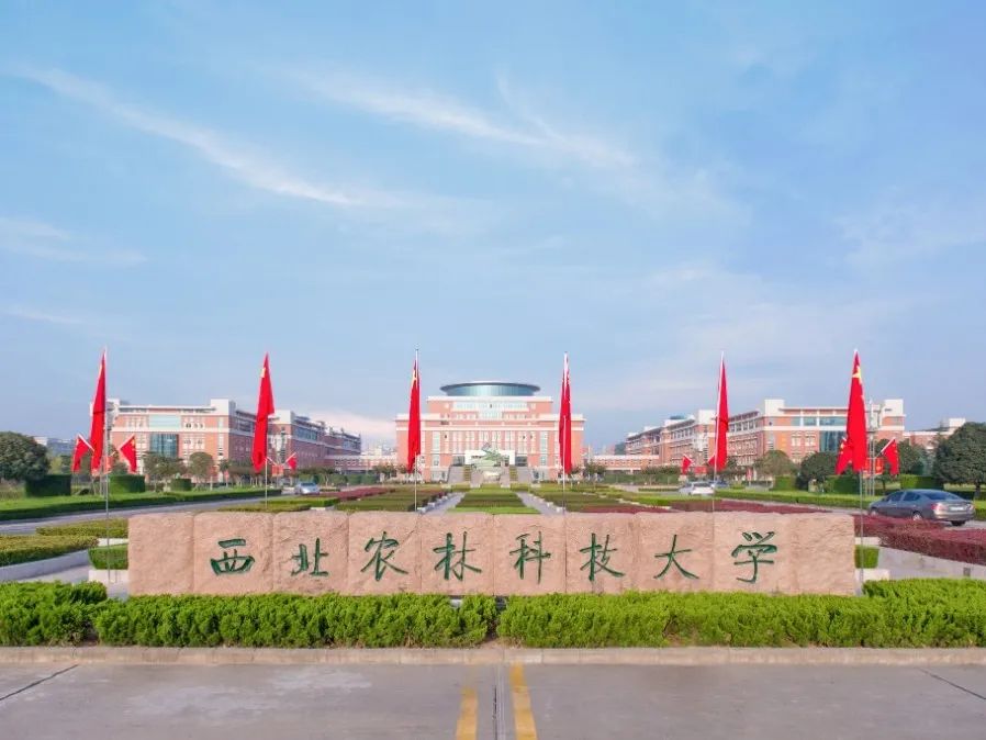 当你离开西农它们说