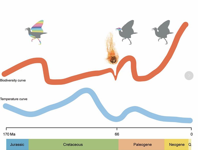 △鸟类生物多样性演化和气候及白垩纪末大灭绝事件的关系示意图