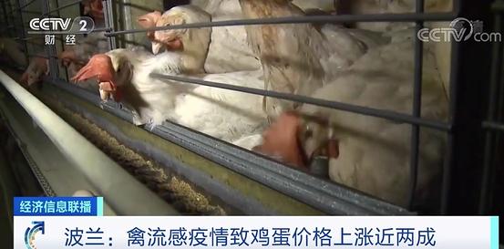 500万只家禽遭扑杀！波兰禽流感疫情暴发 鸡蛋价格飙升20%