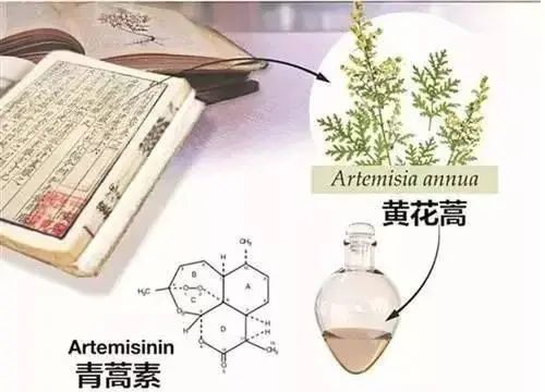 倪慕云先试图获得青蒿中的活性化合物,以后钟裕蓉成功地获得青蒿素