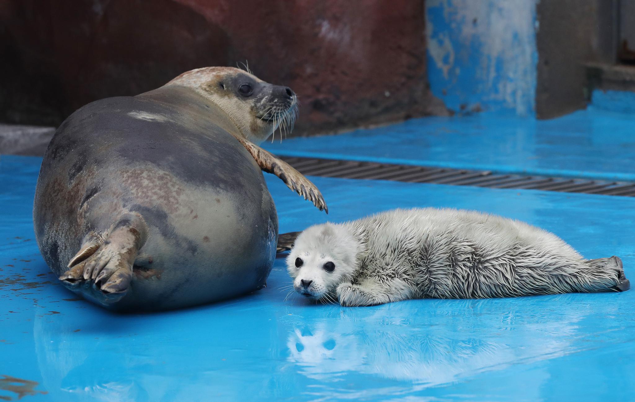 社会上海海洋公园迎牛年斑海豹宝宝