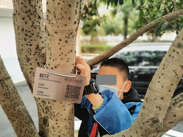 校园植物你叫得出几种别急辰山植物园的专家可帮它们制作身份证