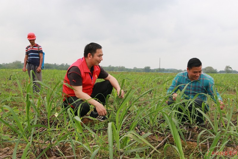 罗旺彬（中）到申安村“双高”糖料蔗基地指导甘蔗长苗生产情况