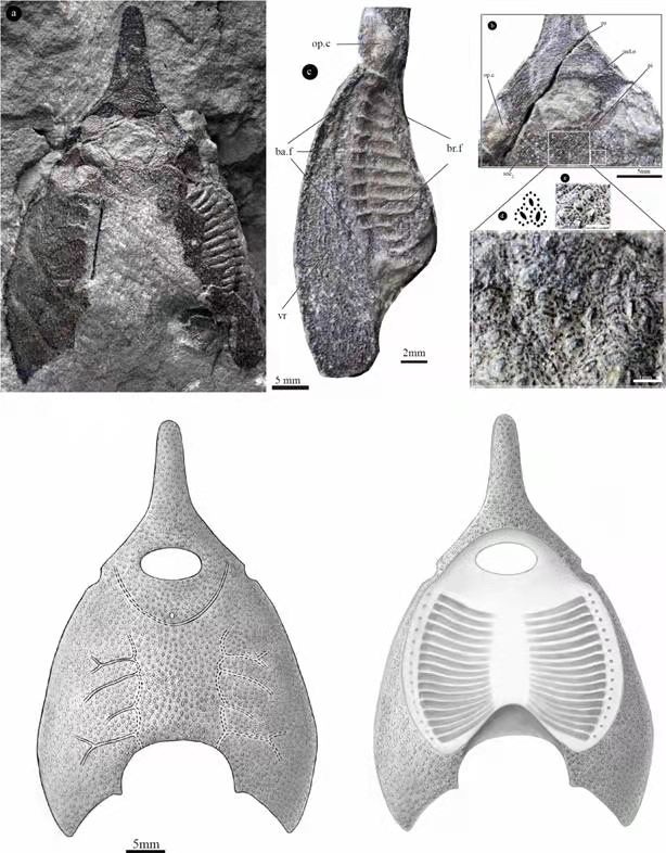 △橄榄纹曲师鱼头甲化石照片及其复原图