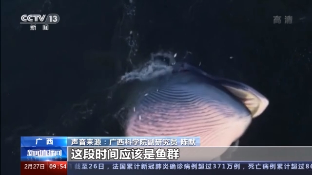 科研团队拍摄到涠洲岛布氏鲸捕食画面