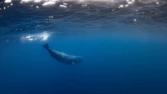 计划制作成塑化标本留在大连|鲸鱼_新浪财经_新浪网