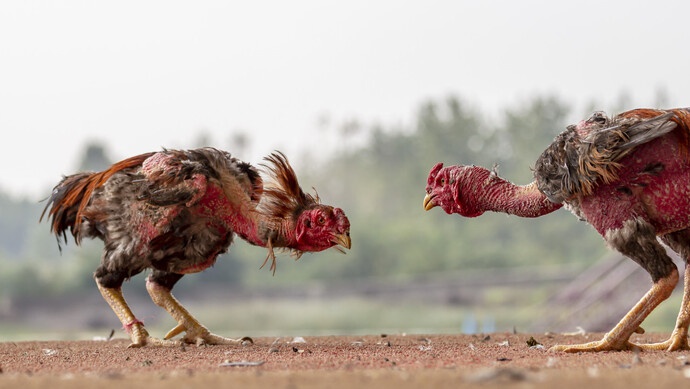 印度人斗鸡人被鸡杀了