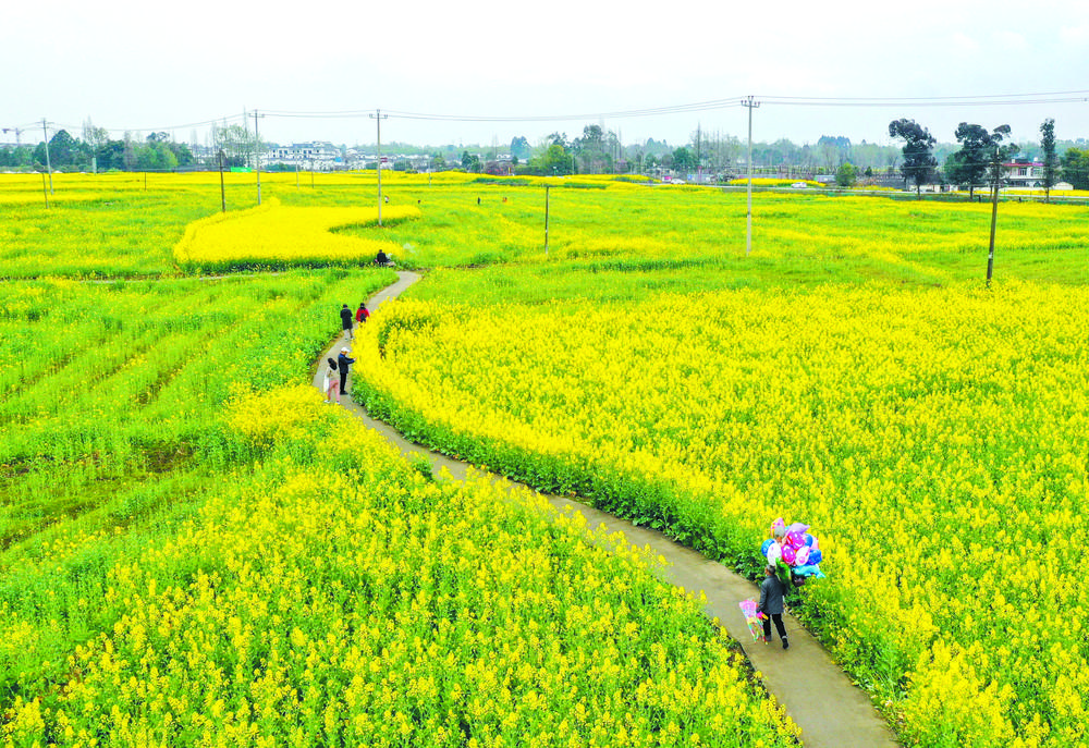 崇州市道明镇的油菜花田新华社发