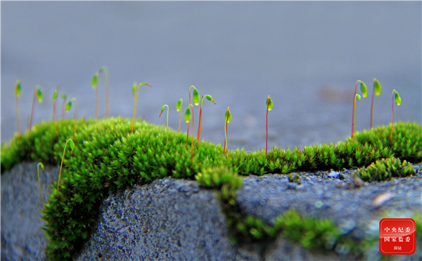 镜头| 春归万物生