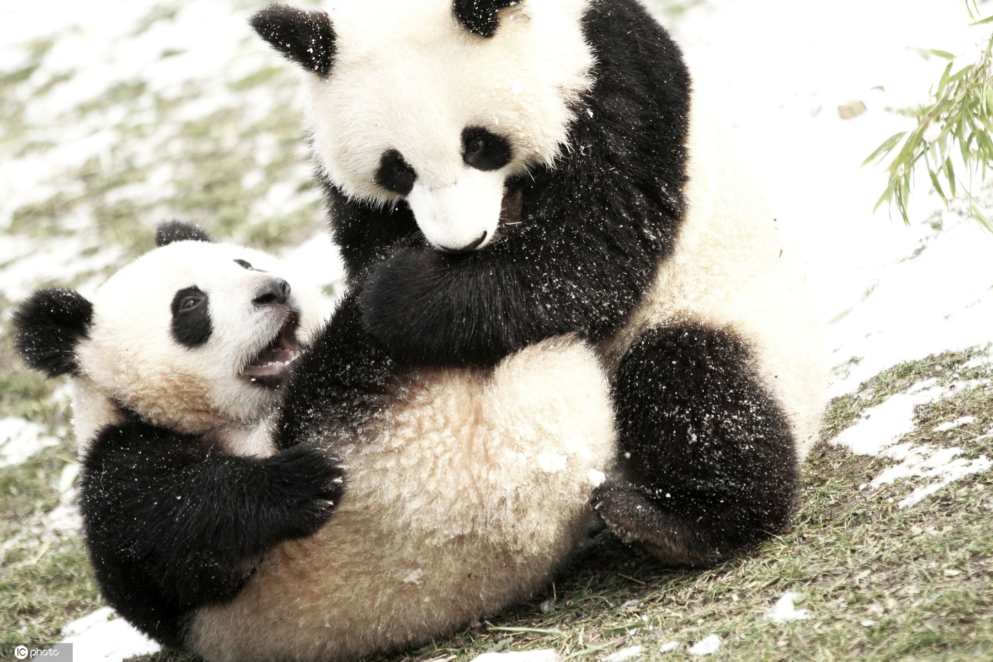 太萌了!柏林动物园双胞胎大熊猫雪地嬉戏玩耍