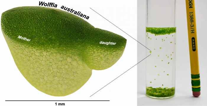 全球生长最快的植物或能为下一代粮食提供基因组线索