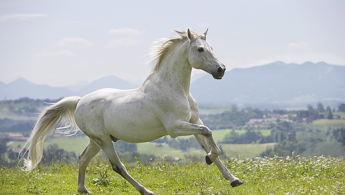 株洲城管无奈卖马：查扣5匹马8个月花销10余万，还流拍了
