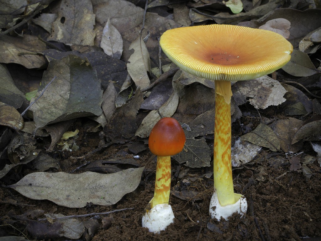 △红黄鹅膏（Amanita hemibapha） 拍摄：Stephen Axford