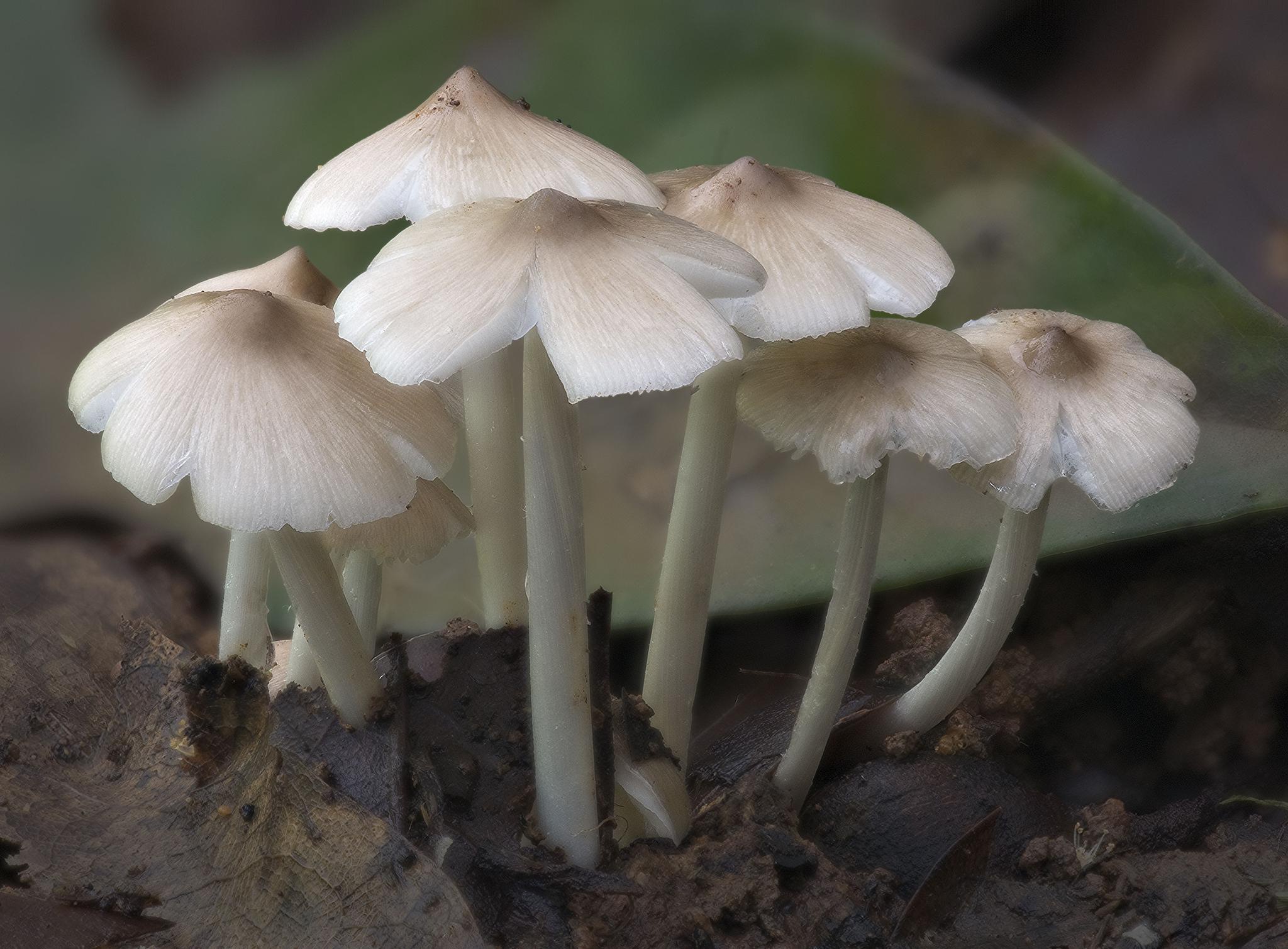 △黄白蚁伞又称黄鸡枞（Termitomyces microcarpus） 拍摄：Stephen Axford